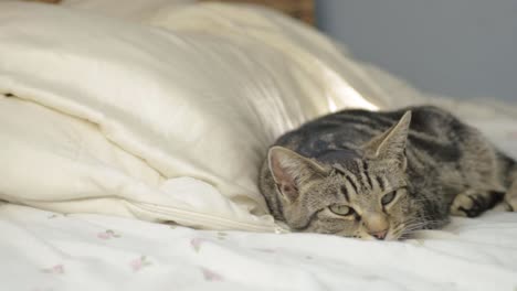 Junge-Getigerte-Katze,-Die-Auf-Dem-Bett-Ruht,-Breite-Schwenkaufnahme