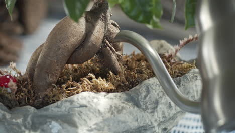 Hydrating-and-Watering-Little-Bonsai-Tree-with-Green-Leaves-in-Stone-Pot-Vase-in-slow-mo