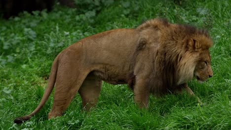 male-lion-walking-in-plush-long-grass-side-profile