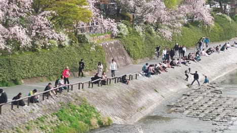 People-Hanging-Around-And-Sitting-On-The-Embankment-Of-The-Kamogawa-River-During-Sakura-Cherry-Blossoms-Season-In-Kyoto,-Japan