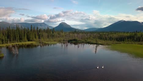 Breathtaking-summer-Yukon-scenic-flight-above-mirror-pond-lake-with-two-white-swans-swimming-by-evergreen-tree-forest-towards-majestic-Mount-Ingram,-Ibex-valley,-Canada,-overhead-aerial-approach