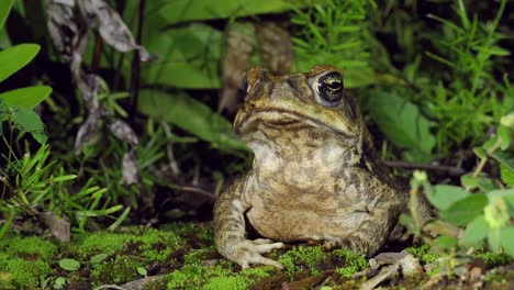 Wild-Cane-Toad,-Poisonous-and-often-invasive,-Rhinella-marina,-Close-Up