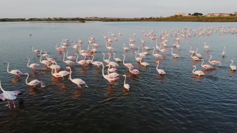 Schwarm-Rosafarbener-Flamingos,-Die-In-Küstengewässern-Waten,-Sizilien-Italien,-Luftbild