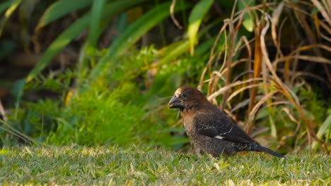 Male-thick-billed-weaver-searching-lawn-grass-for-seeds-in-the-springtime