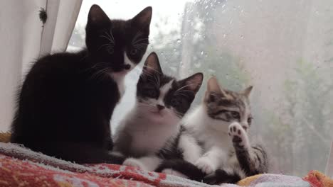 Three-curious-kittens-in-the-window-look-into-camera-medium-shot