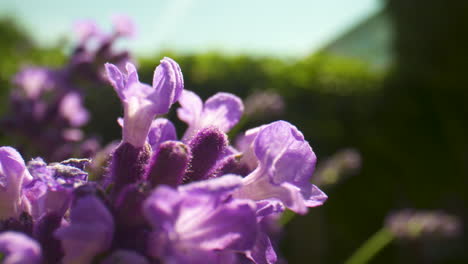 Close-up-of-gorgeous-purple-lavender-flowers-gently-swaying-in-the-breeze