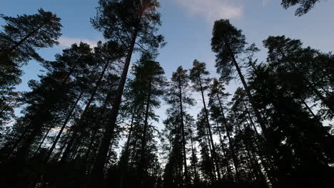 Time-lapse-of-silhouette-of-tall-trees-in-a-coniferous-forest