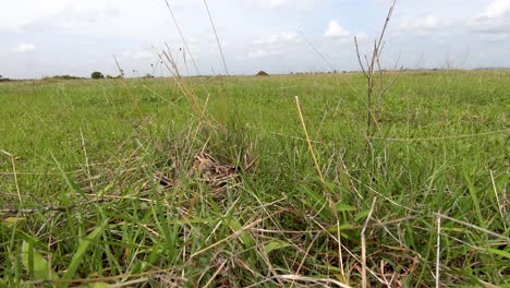 A-Malabar-Crested-Lark-Bird-In-Its-Nest-At-The-Lush-Grassland-In-Maharashtra,-India---close-up