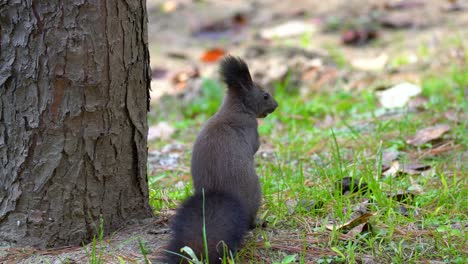 Squirrel-Sitting-on-the-ground-next-to-the-tree-in-Autumn-Forest---back-view