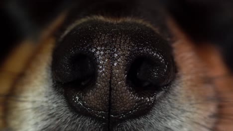 Front-view-of-the-nose-of-a-dog