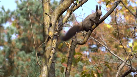 Eurasian-Gray-Tree-squirrel-or-Abert's-squirrel-Sciurus-vulgaris