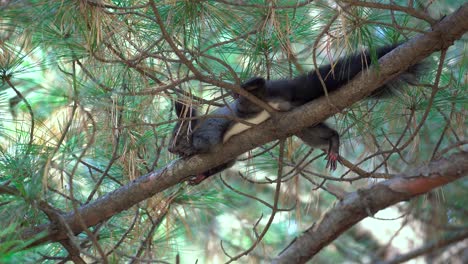 Korean-tree-squirrel-lying-on-a-pine-branch-in-Yangjae-Forest,-Seoul,-South-Korea---look-up-close-up-view