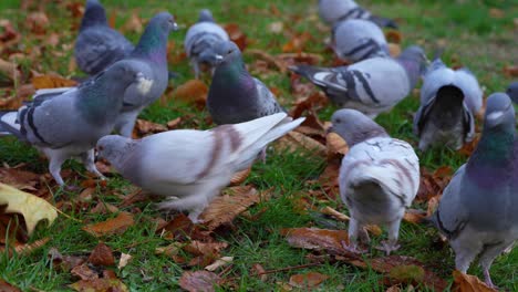 Hungry-pigeons-on-flock-eating-bread-crumbs-fallen-on-a-meadow-in-Autumn