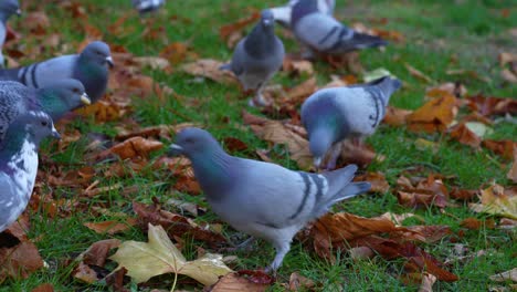 Flock-of-pigeons-eating-bread-crumbs-on-the-park-in-Autumn-cold-day