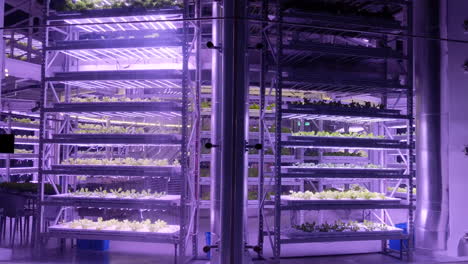 Exterior-of-vertical-farm-building,-plants-grow-on-hydroponics-with-purple-LED
