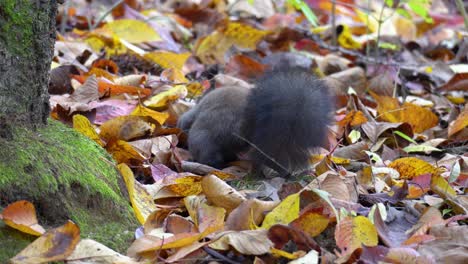 Koreanisches-Baumeichhörnchen,-Das-Im-November-Auf-Einen-Baum-In-Einem-Herbstwald-Springt
