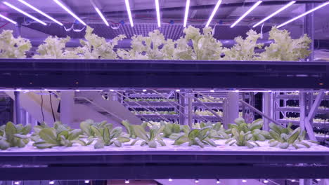 Close-up,-food-grown-in-vertical-hydroponic-sustainable-farm-indoors