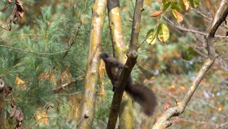 Eurasian-Red-squirrel-eating-persimmon-fruit-while-sitting-on-a-tree-branch-in-Autumn-mixed-forest