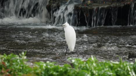 White-Little-Egret-standing-on-rapids-of-fast-flowing-Yangjae-Stream-with-small-waterfall-behind-on-windy-autumn-day,-wildlife-in-Seoul-South-Korea
