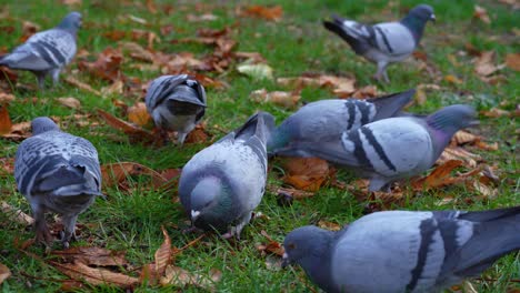 Tauben,-Die-An-Einem-Kalten-Herbsttag-In-Einem-Stadtpark-Brotkrümel-Essen