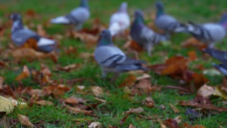 Pigeons-eating-crumbs-or-seed-and-flying-from-city-park-meadow,-slow-motion