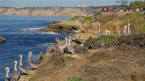 Pelicans-sitting-along-a-cliff-in-La-Jolla-California