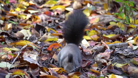 Tree-squirrel-ransacking-in-fallen-leaves-on-the-ground-of-an-autumn-forest