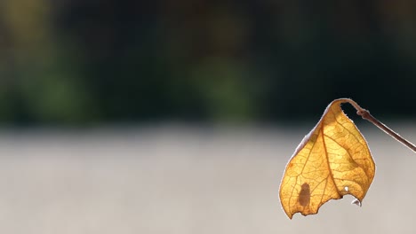 Looping---single-yellow-leaf-on-a-stem-with-a-black-fly-on-the-other-side-of-leaf-seen-in-silhouette,-leaf-gently-moving-in-the-autumn-breeze