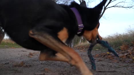 Athletic-dog-runs-towards-camera-to-grab-toy-from-ground-while-turning-back-to-handler