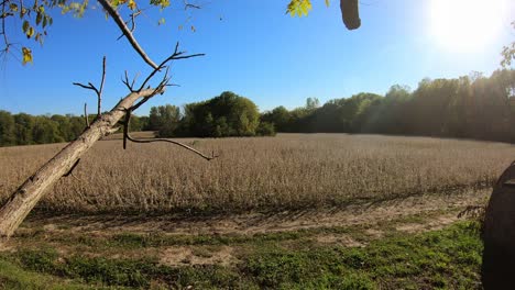 Tranquil-view-of-a-soybean-field-ready-for-harvest-in-early-autumn-on-a-sunny-day-in-central-Illinois