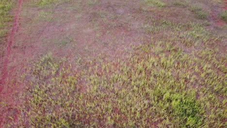 aerial-shot,-grass-growing-on-red-soil