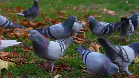 Pigeons-flocking,-eating-seeds-on-green-grass-through-dry-leaves-in-Autumn