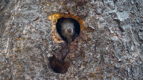 Korean-tree-squirrel-popping-its-head-out-of-the-tree-hole-and-biting-rind-to-broaden-the-hole-size,-getting-out-from-nest-in-Yangjae-Forest,-South-Korea
