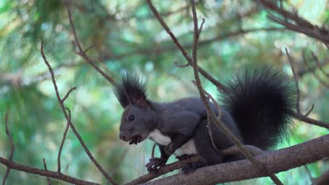 Gray-Tree-squirrel-or-Abert's-squirrel-Sciurus-vulgaris-sitting-on-Pine-branch-and-eats-nut-holding-it-with-both-pads,-Yangjae-Forest,-Seoul,-South-Korea