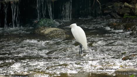 White-Little-Egret-or-Small-Heron-on-rapids-of-fast-flowing-Yangjae-Stream-standing-in-shallow-water-with-small-waterfall-behind,-wildlife-in-Seoul-South-Korea