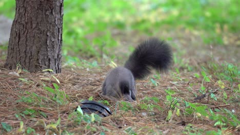 Koreanisches-Baumeichhörnchen-Oder-Eurasisches-Eichhörnchen,-Das-Im-Seoraksan-Nationalpark-Nach-Nüssen-Unter-Blättern-Sucht,-Die-Nach-Gefallenen-Nadelbäumen-Auf-Dem-Boden-Riechen