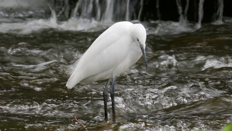 White-Little-Egret-standing-in-shallow-water-fishing-on-rapids-of-fast-flowing-Yangjae-Stream,-wildlife-in-South-Korea