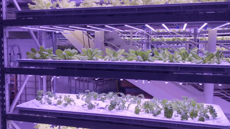 Plants-grow-on-hydroponics-in-vertical-sustainable-farm-with-purple-LED-lights