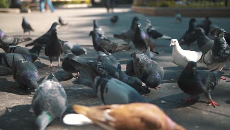 Group-of-pigeons-eating-food-on-the-floor,-getting-fed-on-the-park-of-Antgua-Guatemala---Slow-motion-120fps-footage