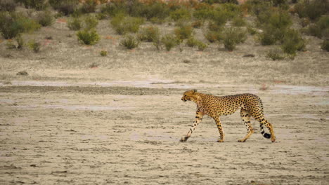 Majestätischer-Gepard,-Der-Tagsüber-In-Südafrika-über-Das-Feld-Läuft