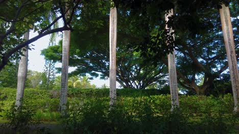 4k-Hawaii-Kauai-Weitschussschwenk-Von-Rechts-Nach-Links-Von-Einer-Reihe-Hoher-Bäume-Unter-Anderen-Bäumen-Und-Büschen