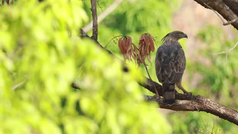 Una-Ave-Hembra-águila-halcón-Crestada-Está-Encaramada-En-Un-árbol-Con-Una-Muerte-En-Sus-Garras-Mirando-Alrededor-De-La-Jungla-Antes-De-Ir-A-Su-Nido-Para-Alimentar-A-La-Chica-En-La-Jungla-India