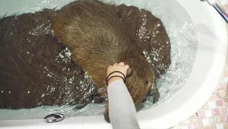 An-Adorable-Capybara-Being-Petted-In-The-Hot-Tub-In-An-Animal-Cafe-In-Harajuku,-Tokyo,-Japan---close-up