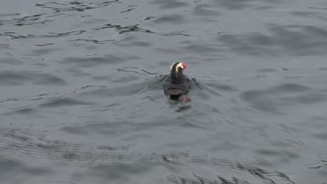 Tufted-Puffin-lone-swimming-in-summer-time-in-Alaska
