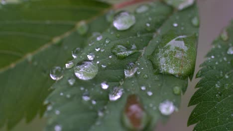 Closeup-shot-of-water-droplets-on-green-leaf