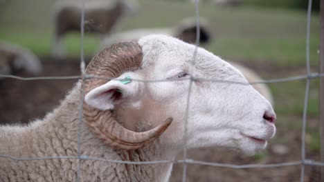 A-ram-with-a-label-on-his-ear-in-a-farm-behind-the-fences-ruminating-during-daytime-and-resting-while-other-animals-are-behind