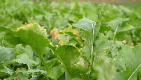 Close-up-shot-of-leaf-vegetables-with-water-droplets