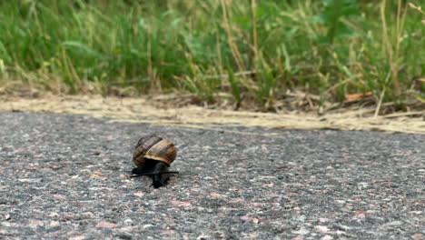Snail-on-the-pavement-by-some-grass