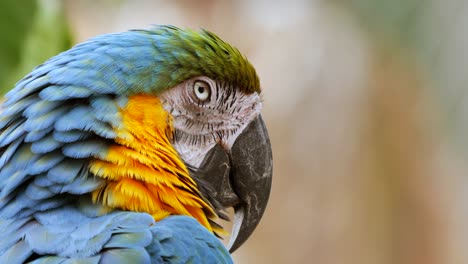 Nahaufnahme-Eines-Blauen-Und-Gelben-Ara-Papageis,-Der-Das-Gute-Wetter-Genießt