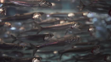 Slow-Motion-Shot-of-a-School-of-Sardine-Fishes-Swimming